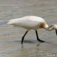 Platalea leucorodia Linnaeus, 1758